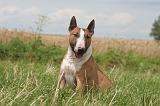 BULL TERRIER MINIATURE 002
